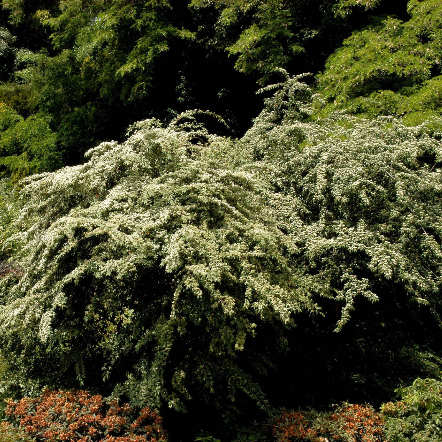 Cotoneaster Salicifolius Floccosus – Bild 4