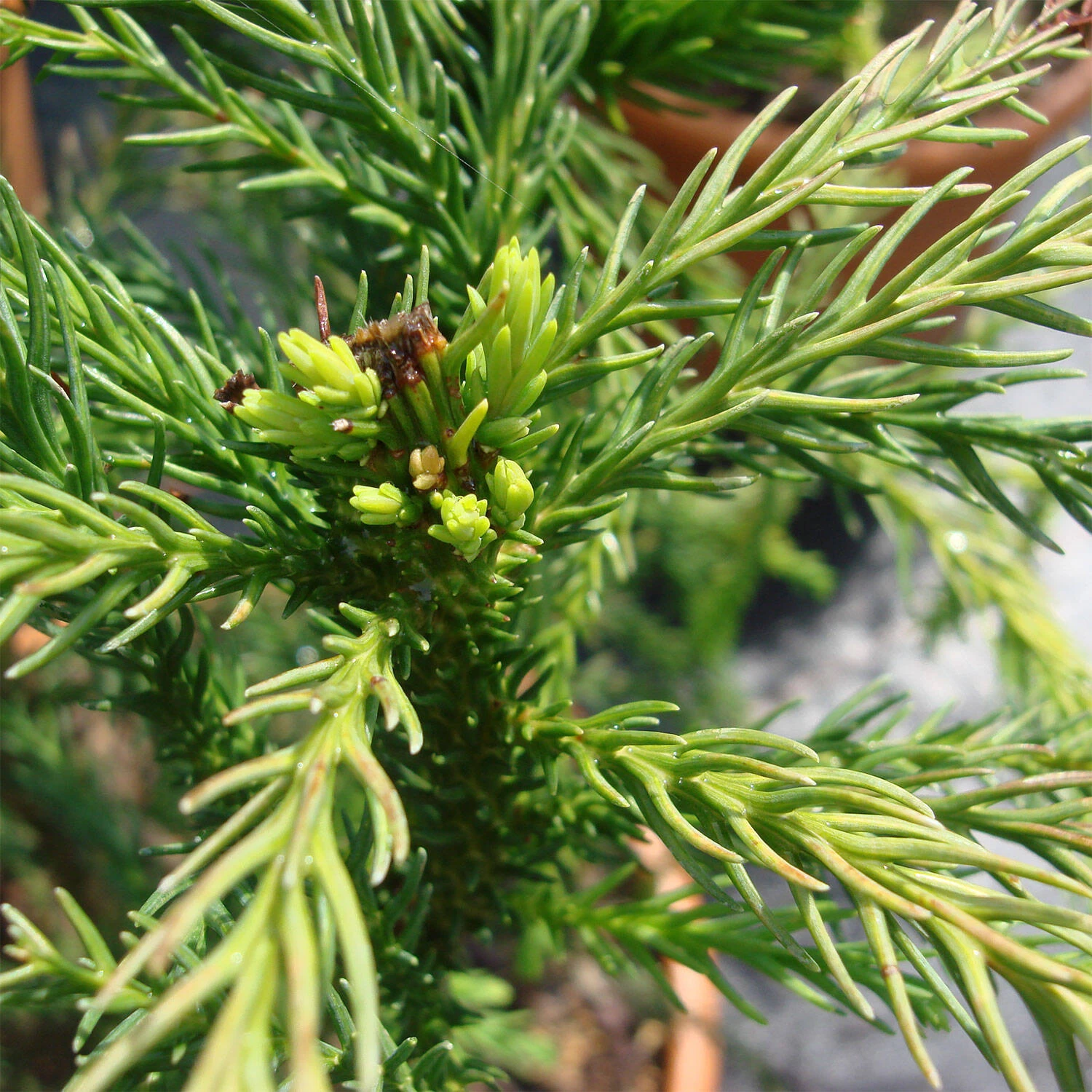 Cryptomeria Japonica 'Cristata' – Bild 2