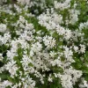 Deutzia Rosea 'Yuki Cherry Blossom'
