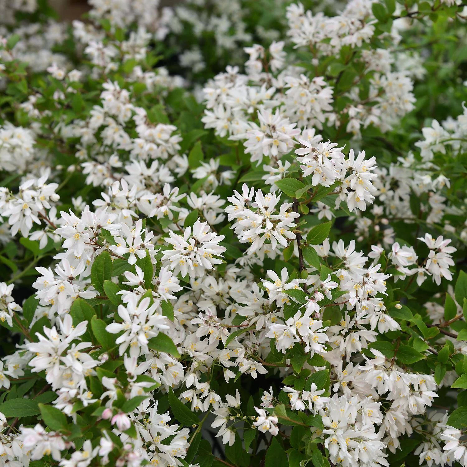 Deutzia Rosea 'Yuki Cherry Blossom'