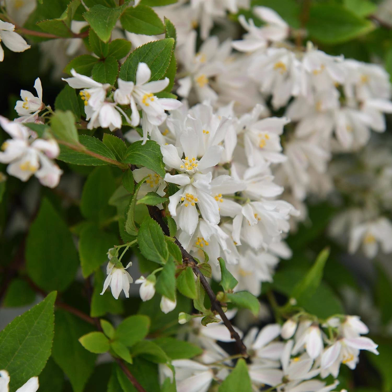 Deutzia Rosea 'Yuki Cherry Blossom' – Bild 2