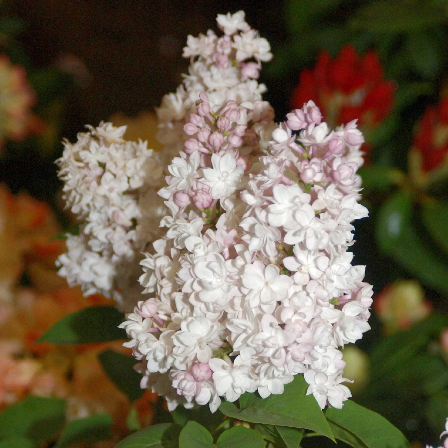 Syringa Vulg.'Beauty Of Moscow'