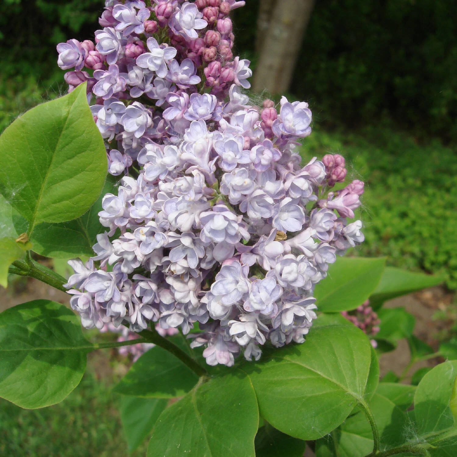 Syringa Vulg.'Katharine Havemeyer' – Bild 2