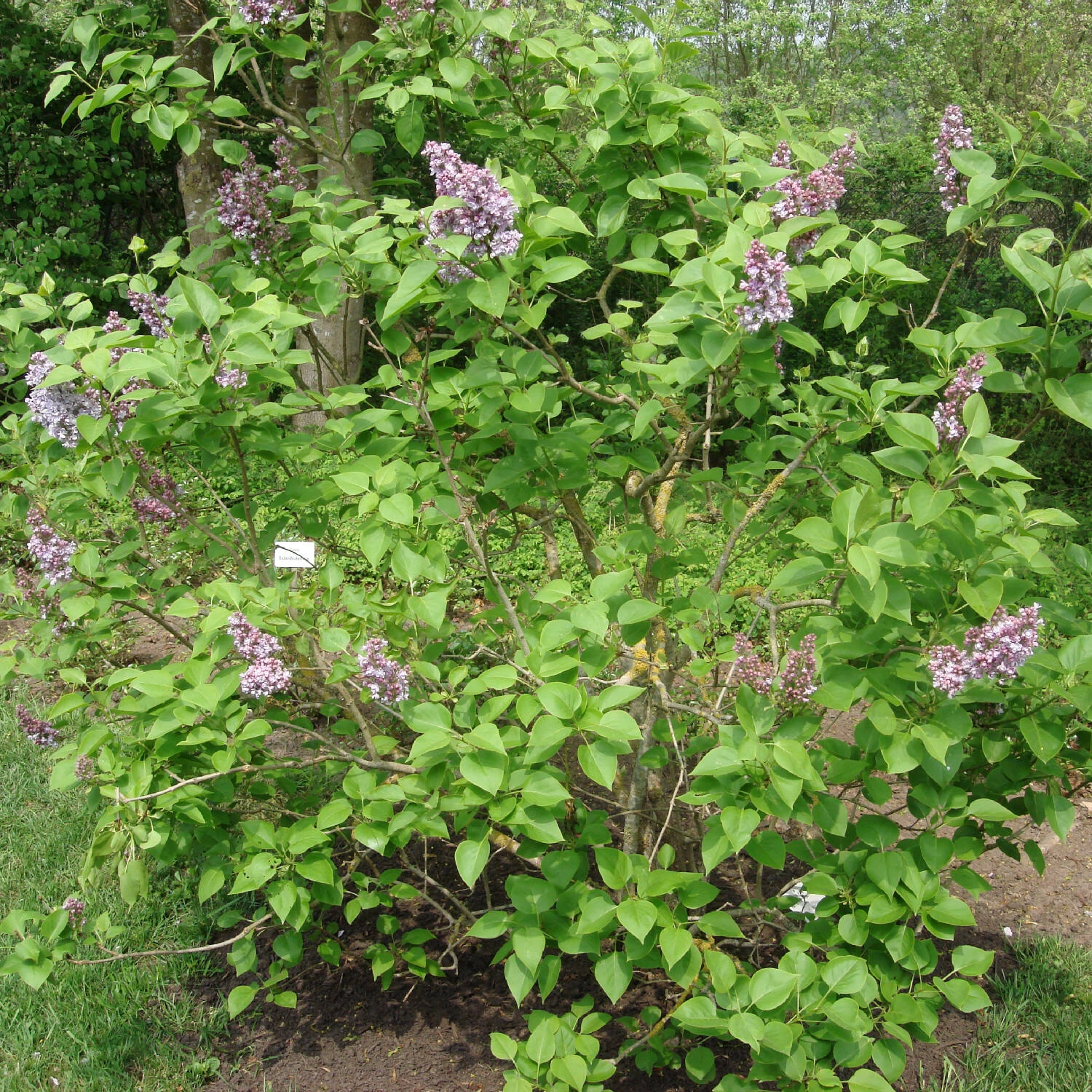 Syringa Vulg.'Katharine Havemeyer' – Bild 3