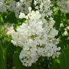 Syringa Vulg.'Mme.Florent Stepman'