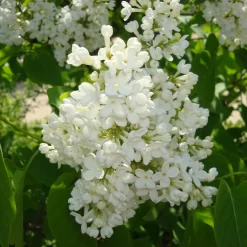 Syringa Vulg.'Mme.Florent Stepman'