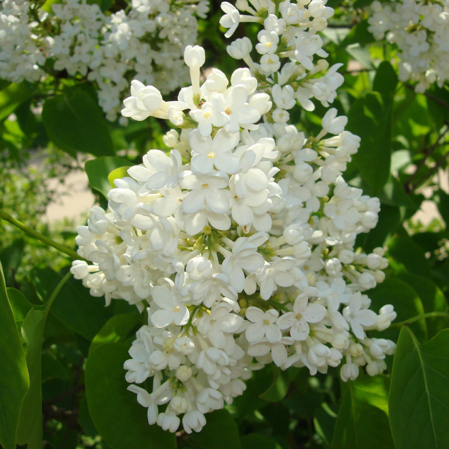 Syringa Vulg.'Mme.Florent Stepman'