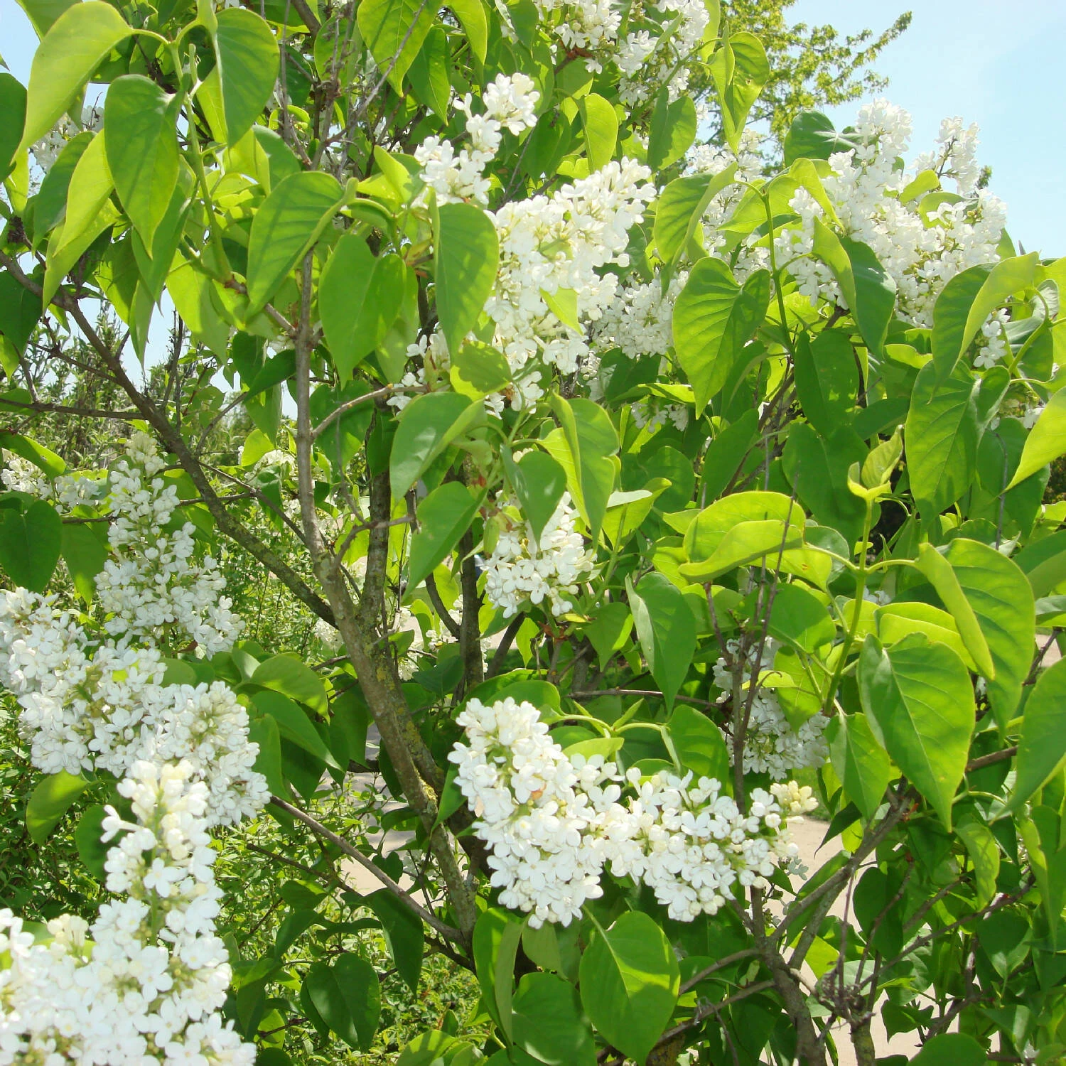 Syringa Vulg.'Mme.Florent Stepman' – Bild 2