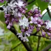 Syringa Vulg.'Belle De Nancy'