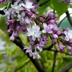 Syringa Vulg.'Belle De Nancy'