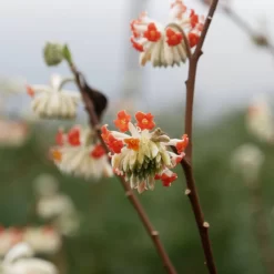 Edgeworthia Chrysantha 'Red Dragon'