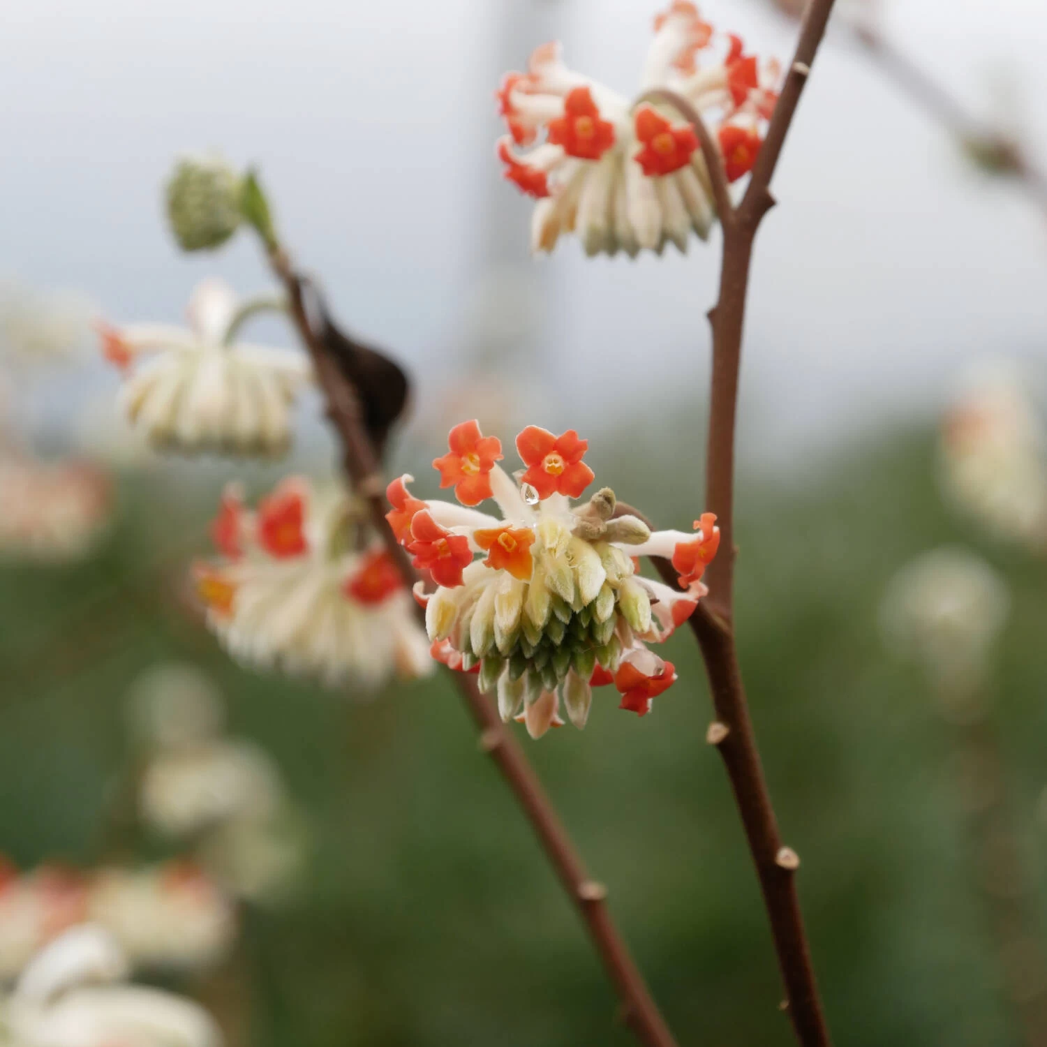 Edgeworthia Chrysantha 'Red Dragon'