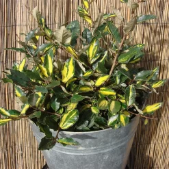 Elaeagnus Pungens 'Maculata'
