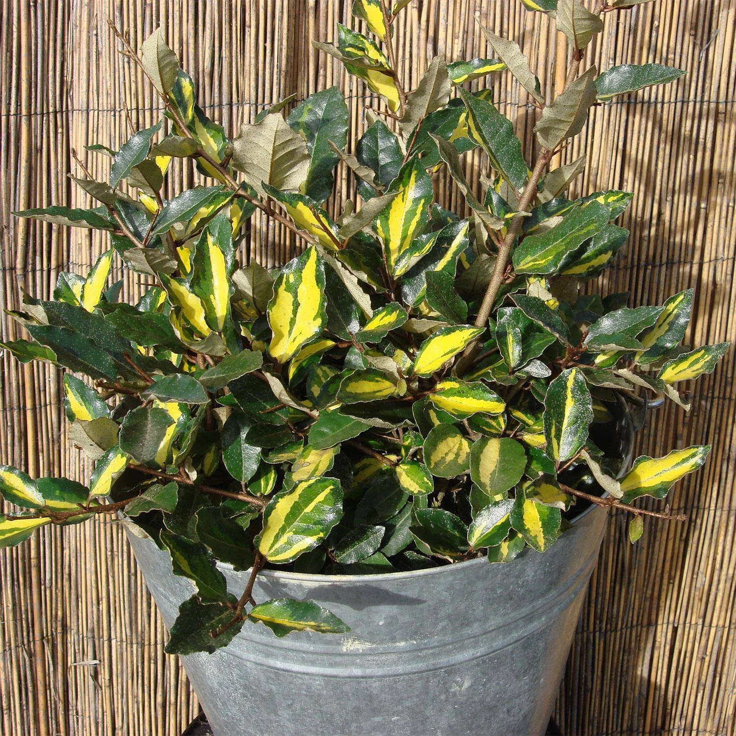 Elaeagnus Pungens 'Maculata'