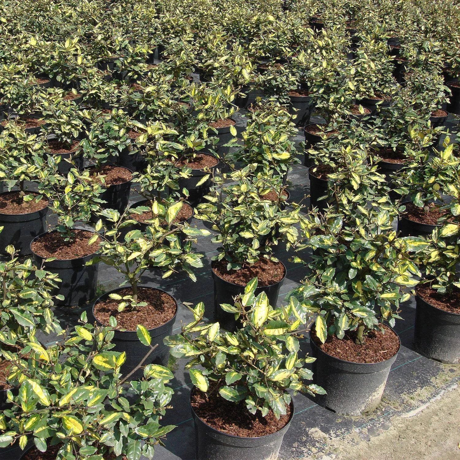 Elaeagnus Pungens 'Maculata' – Bild 2