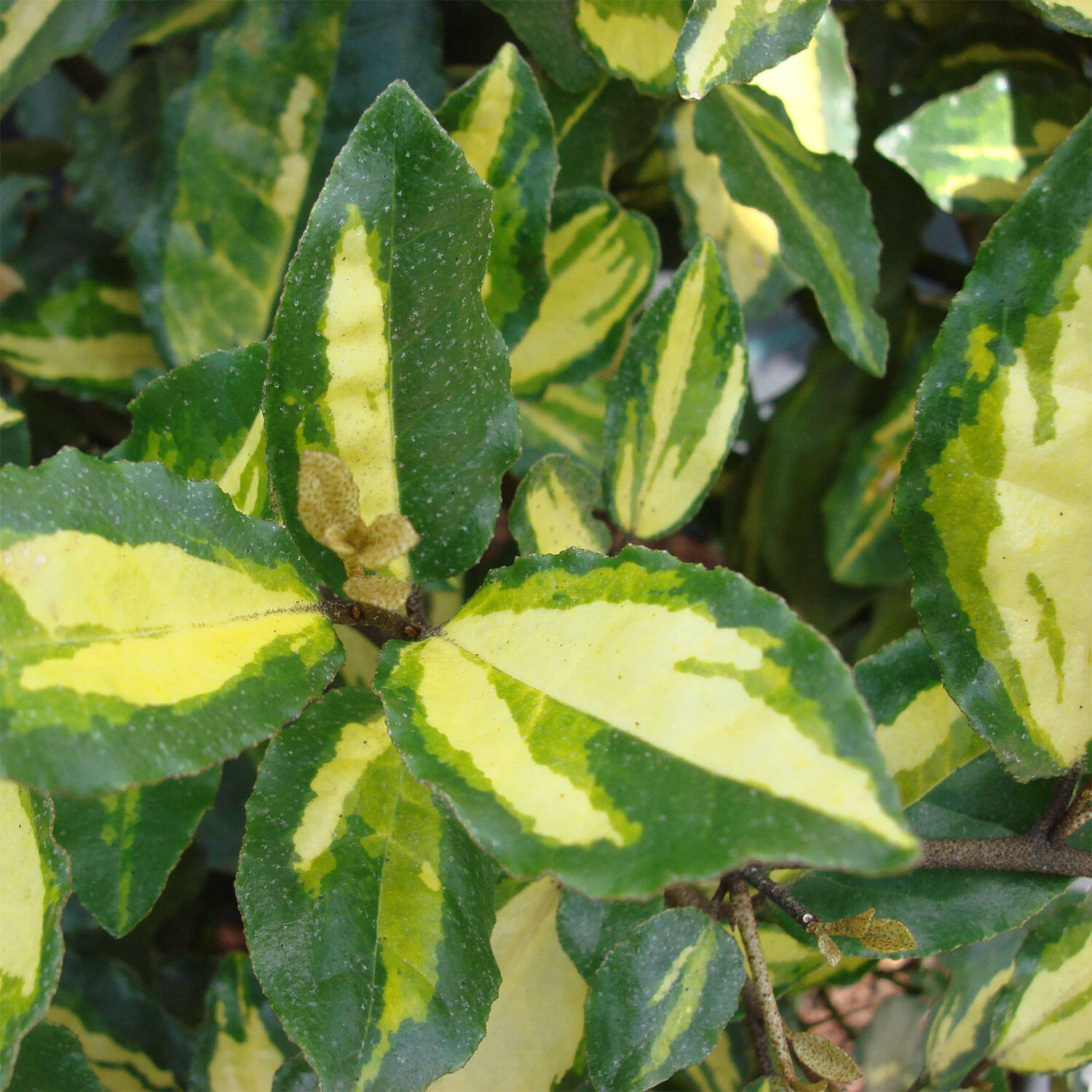 Elaeagnus Pungens 'Maculata' – Bild 3