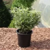 Euonymus Japonicus 'Microphylla Aureovariegata'
