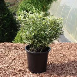 Euonymus Japonicus 'Microphylla Aureovariegata'