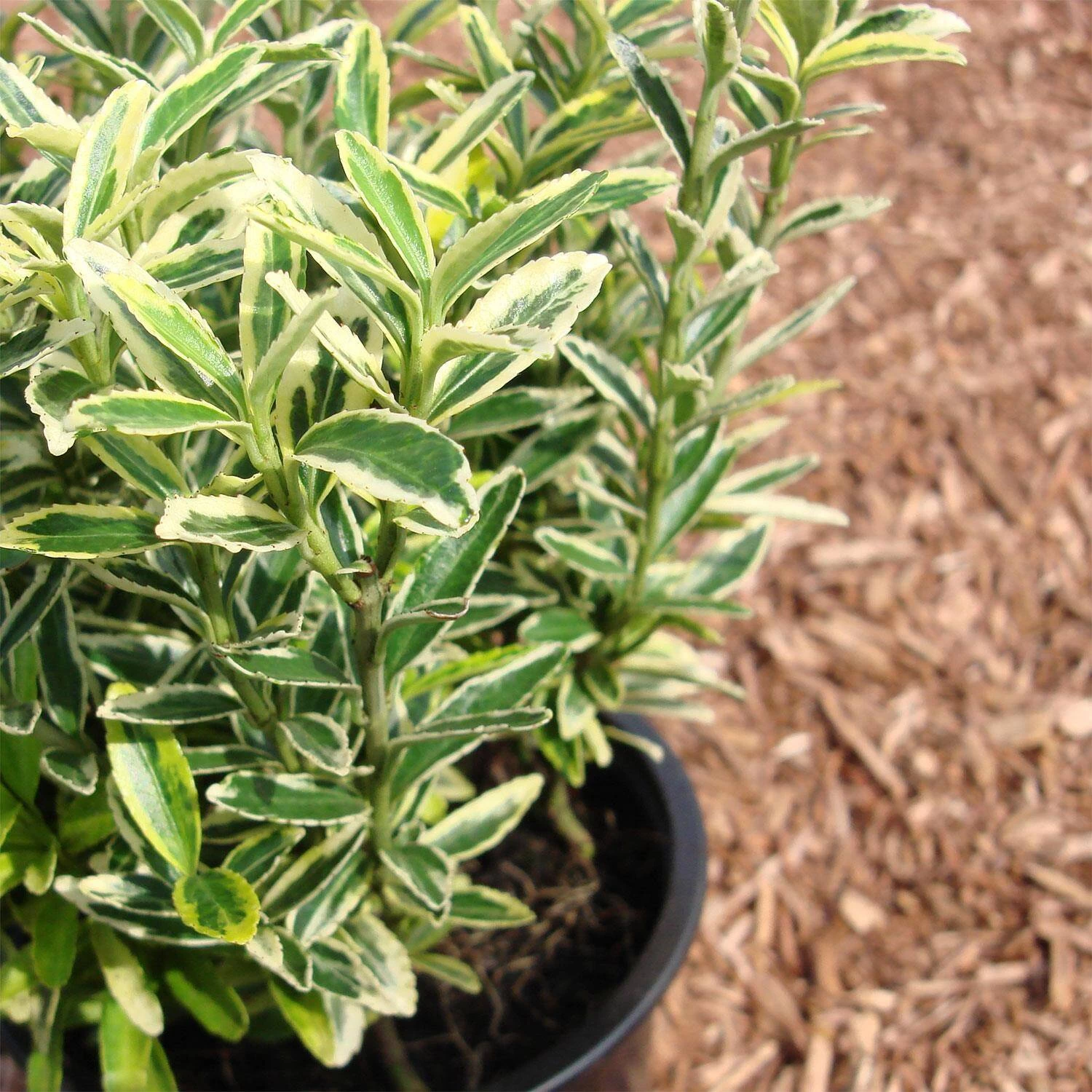 Euonymus Japonicus 'Microphylla Aureovariegata' – Bild 2