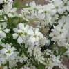 Exochorda Racemosa 'Niagara' ®