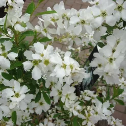 Exochorda Racemosa 'Niagara' ®