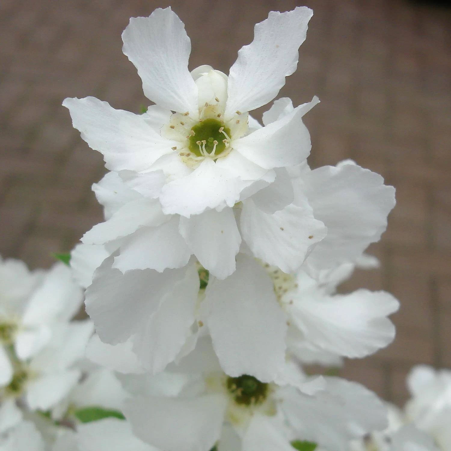 Exochorda Racemosa 'Niagara' ® – Bild 2