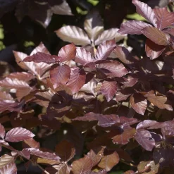Fagus Sylvatica 'Purpurea'