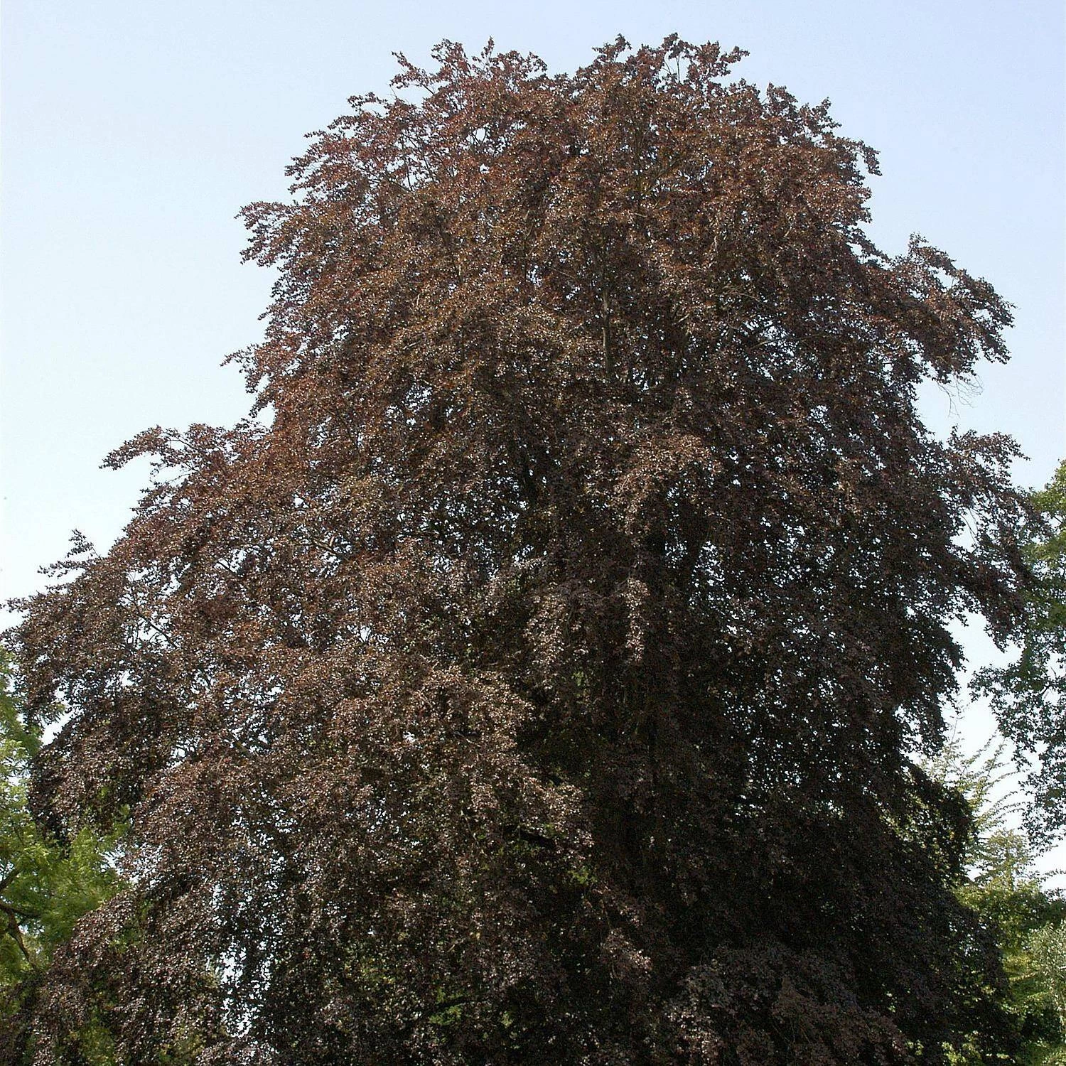 Fagus Sylvatica 'Purpurea' – Bild 2