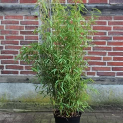 Fargesia Murielae 'Brillant' -S-