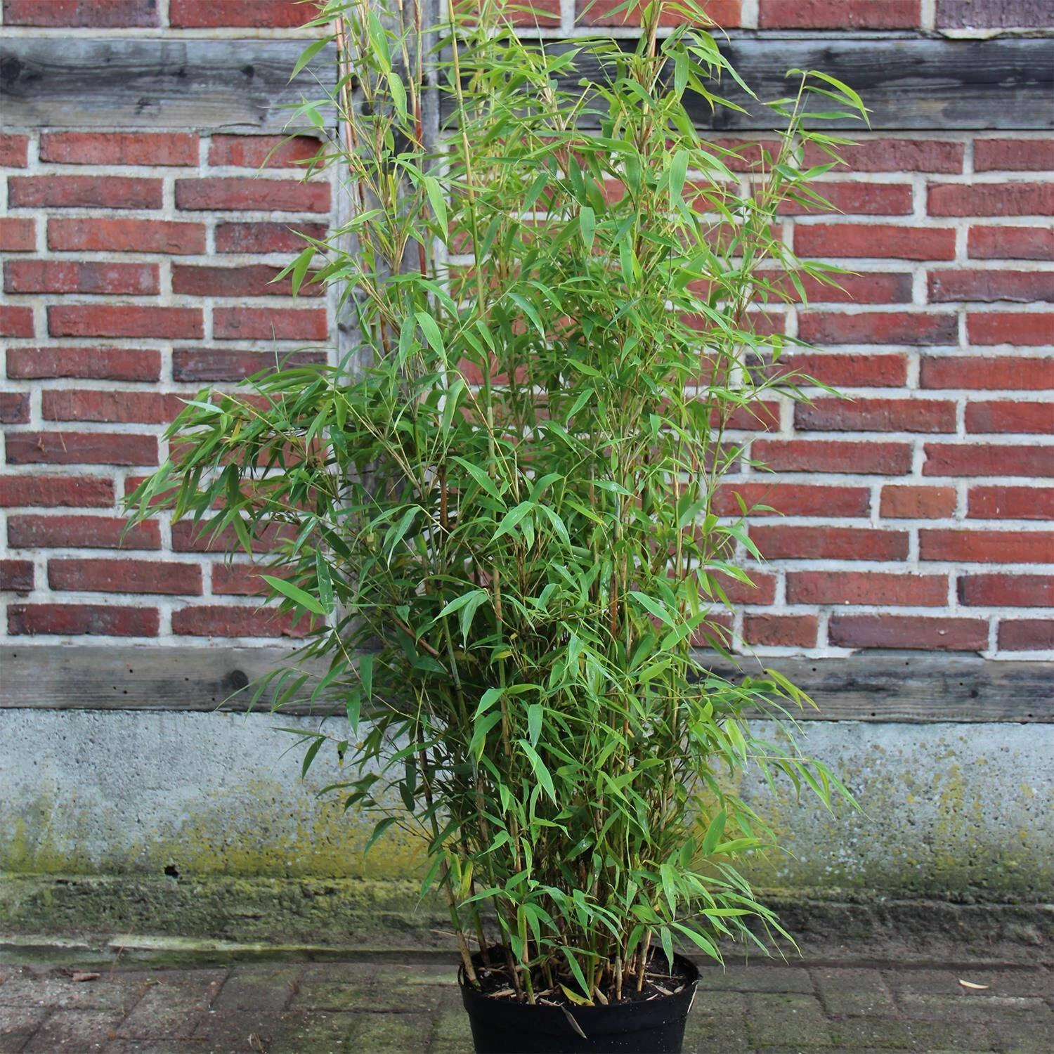 Fargesia Murielae 'Brillant' -S-