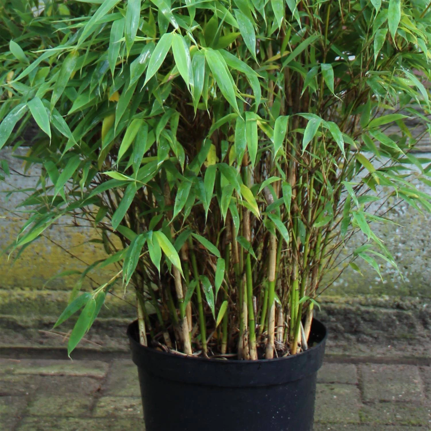Fargesia Murielae 'Brillant' -S- – Bild 2