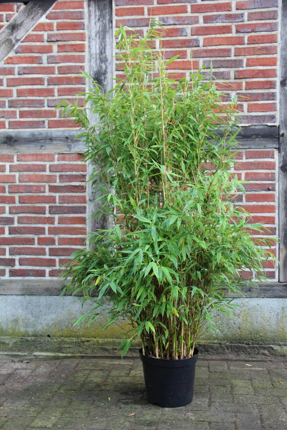 Fargesia Murielae 'Brillant' -S- – Bild 3