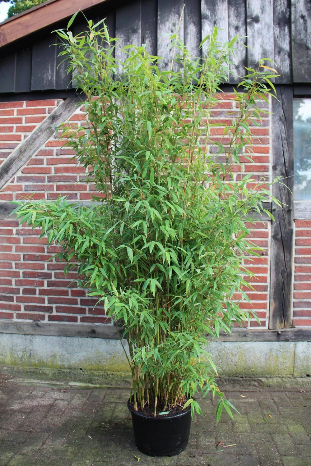 Fargesia Murielae 'Brillant' -S- – Bild 4