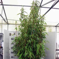 Fargesia Murielae 'Standing Stone' -S-