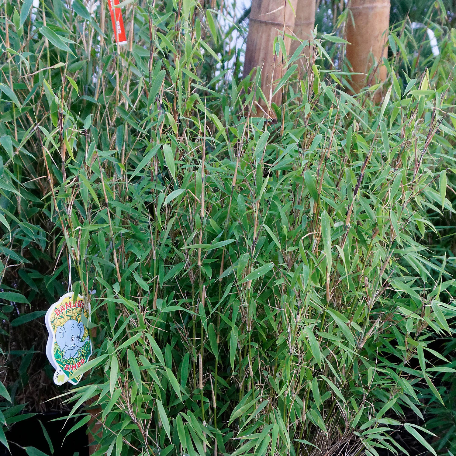 Fargesia Murieliae 'Bimbo'