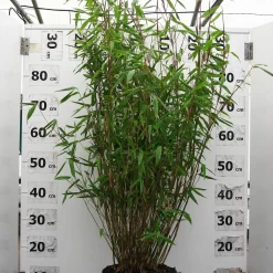 Fargesia Murieliae 'Eike'