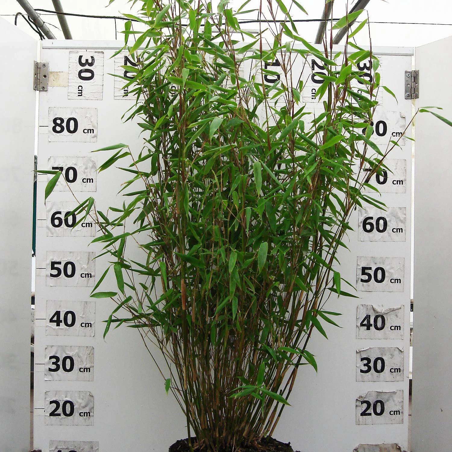 Fargesia Murieliae 'Eike'