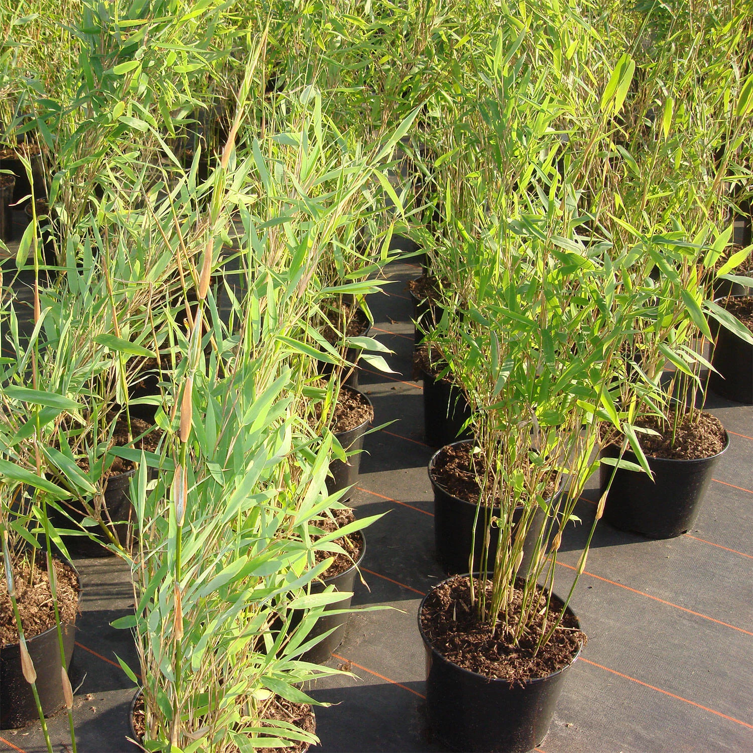 Fargesia Murieliae 'Jumbo'