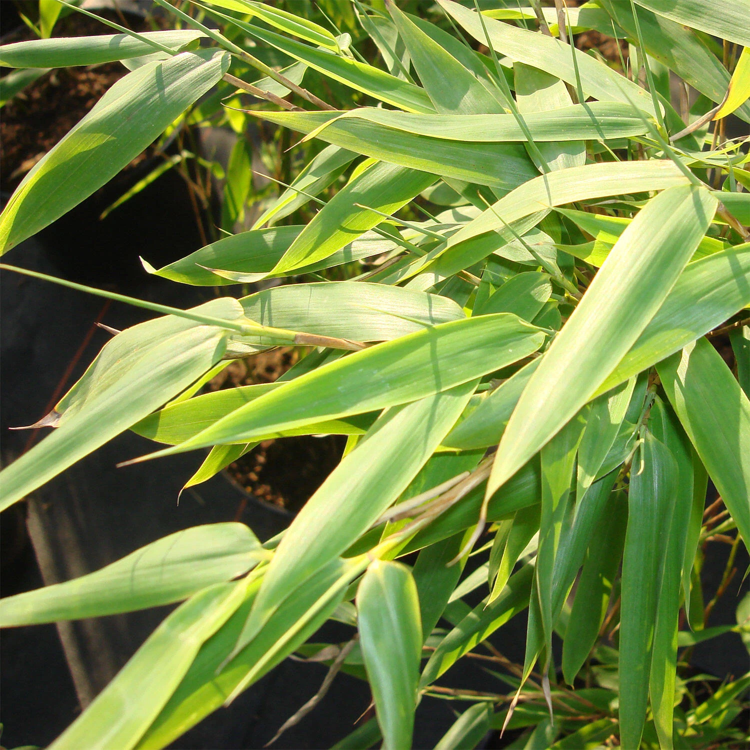 Fargesia Murieliae 'Jumbo' – Bild 2