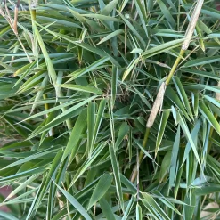 Fargesia Murieliae 'Tempelhof'