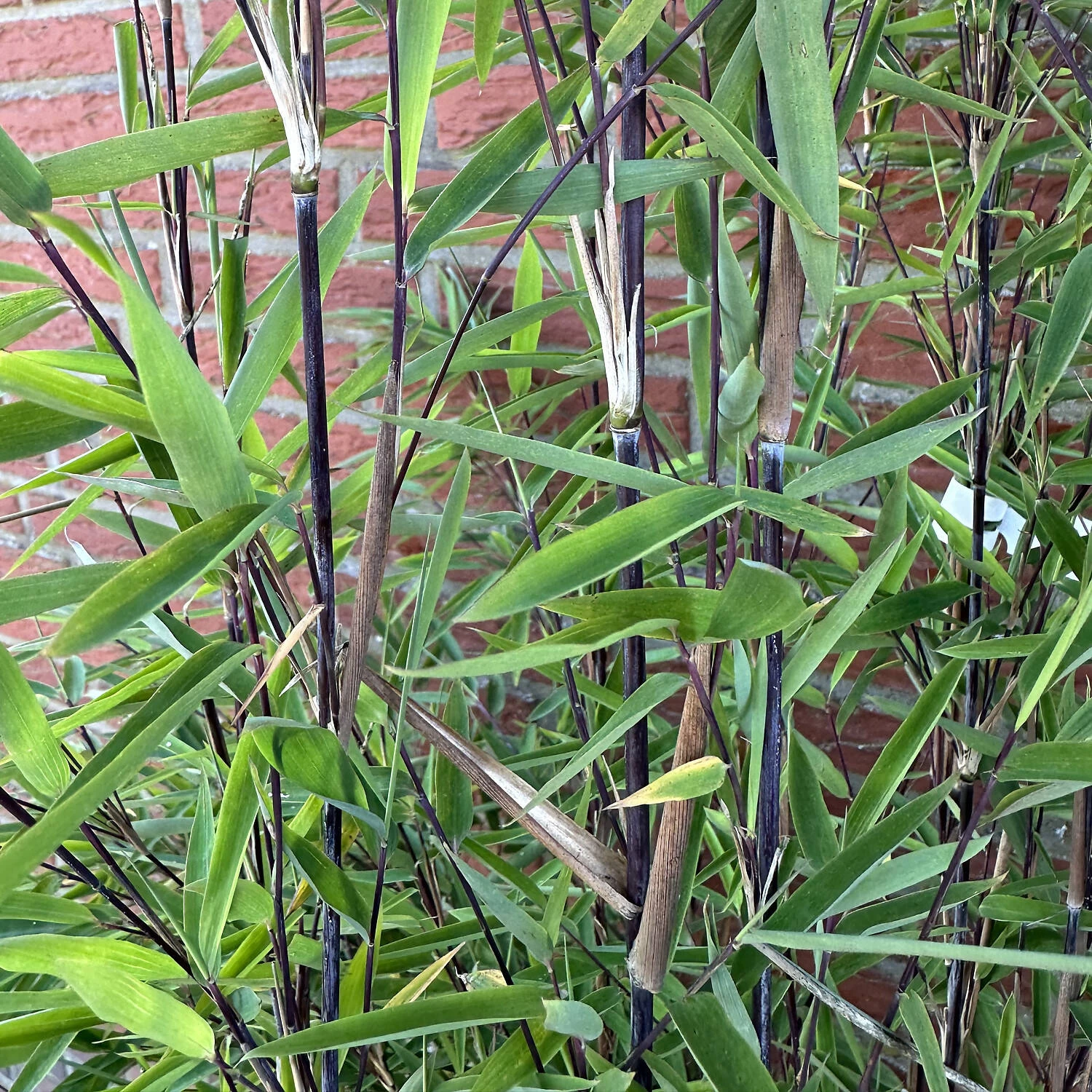 Fargesia Nitida 'Black Pearl'