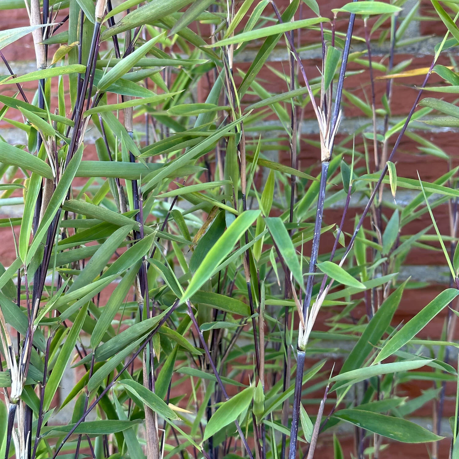 Fargesia Nitida 'Black Pearl' – Bild 2