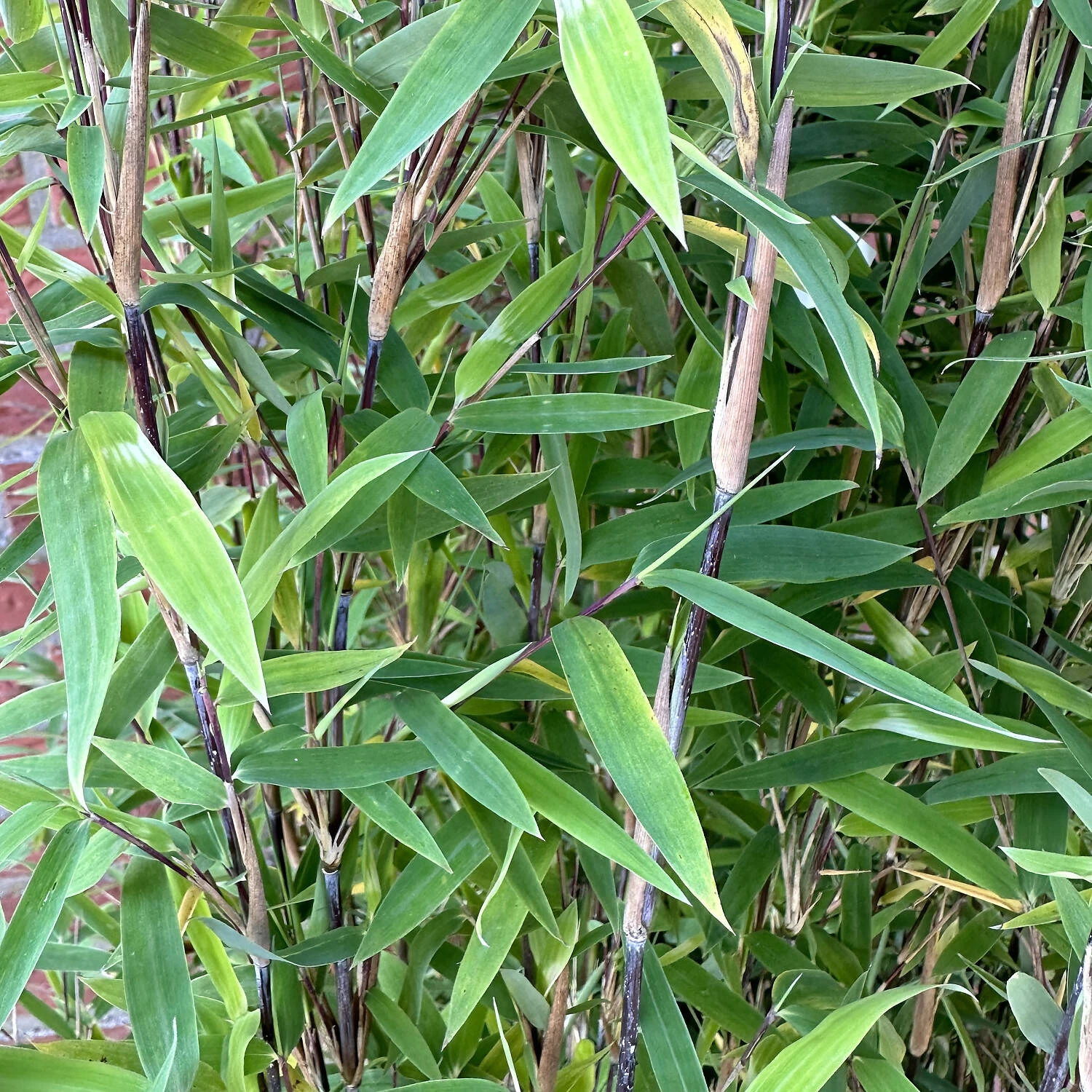 Fargesia Nitida 'Volcano' – Bild 2