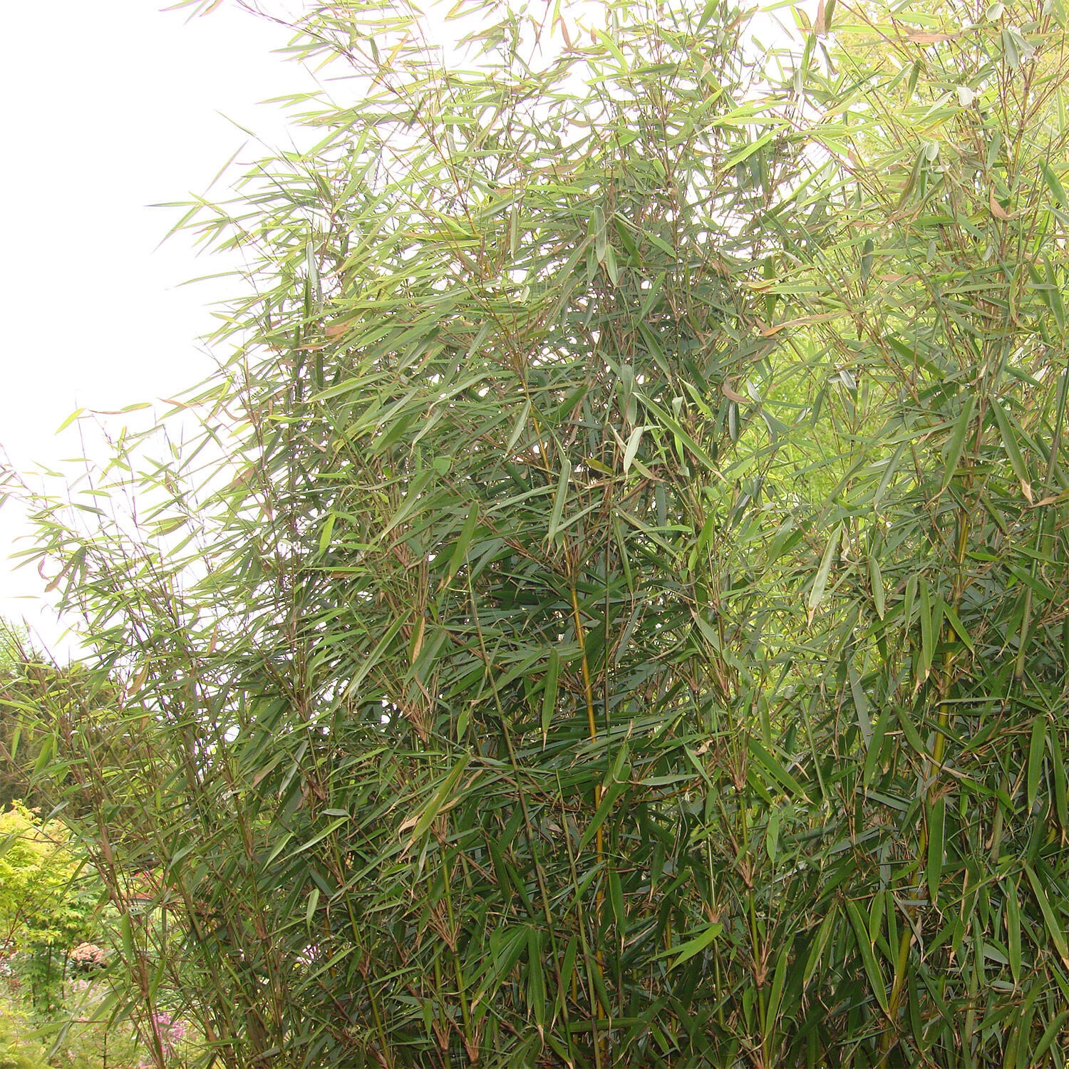 Fargesia Robusta 'Campbell'