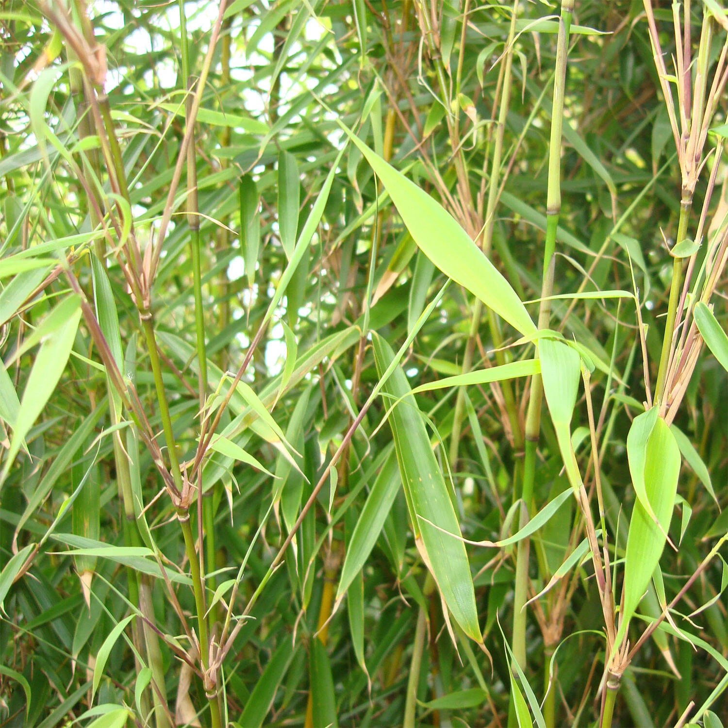 Fargesia Robusta 'Campbell' – Bild 2