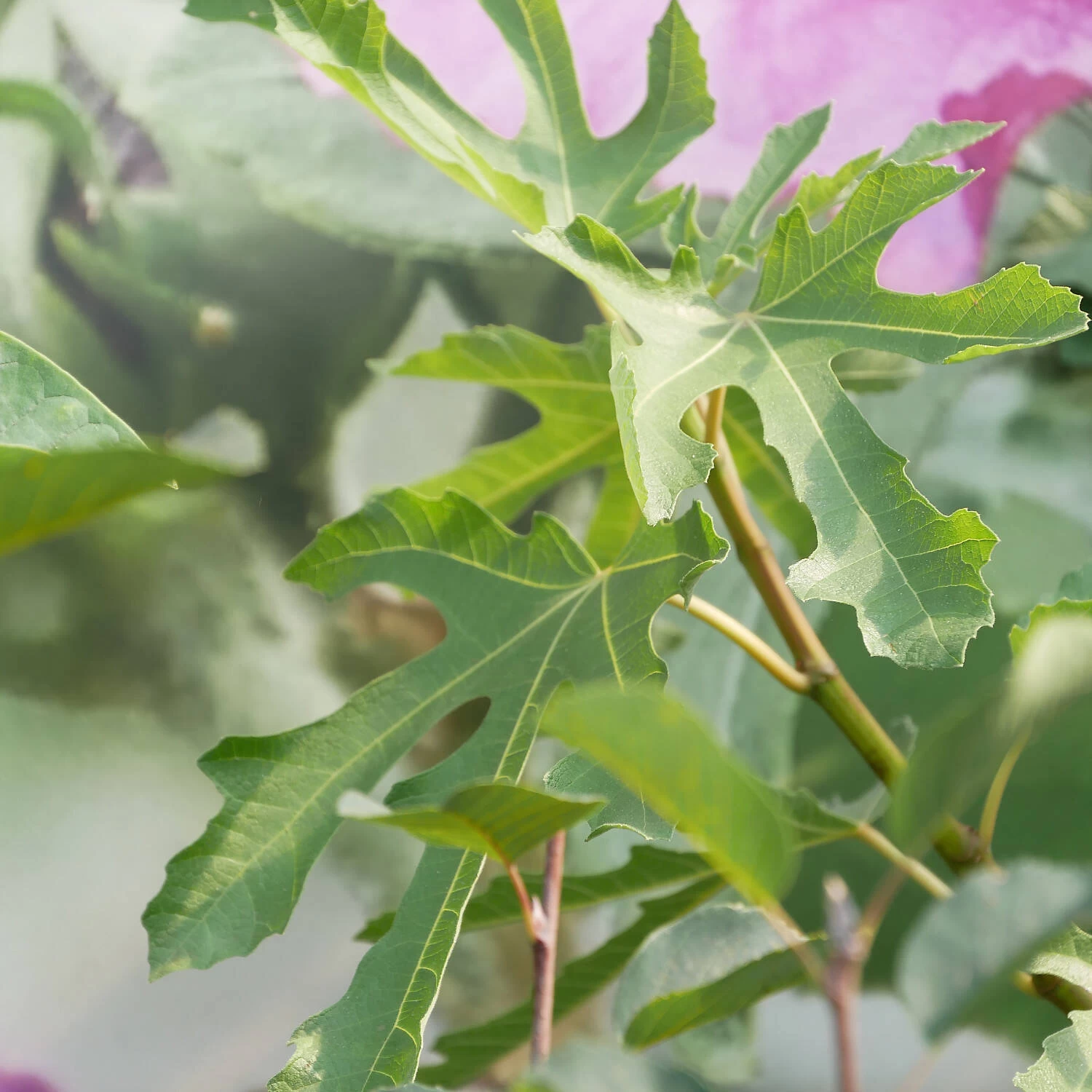 Ficus Carica 'Ice Crystal' – Bild 2