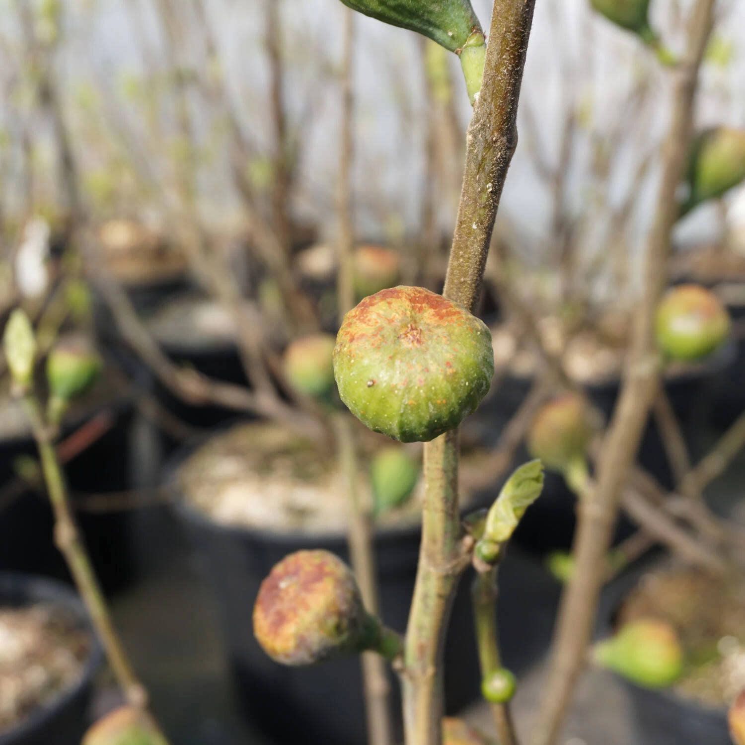 Ficus Carica 'Firoma'