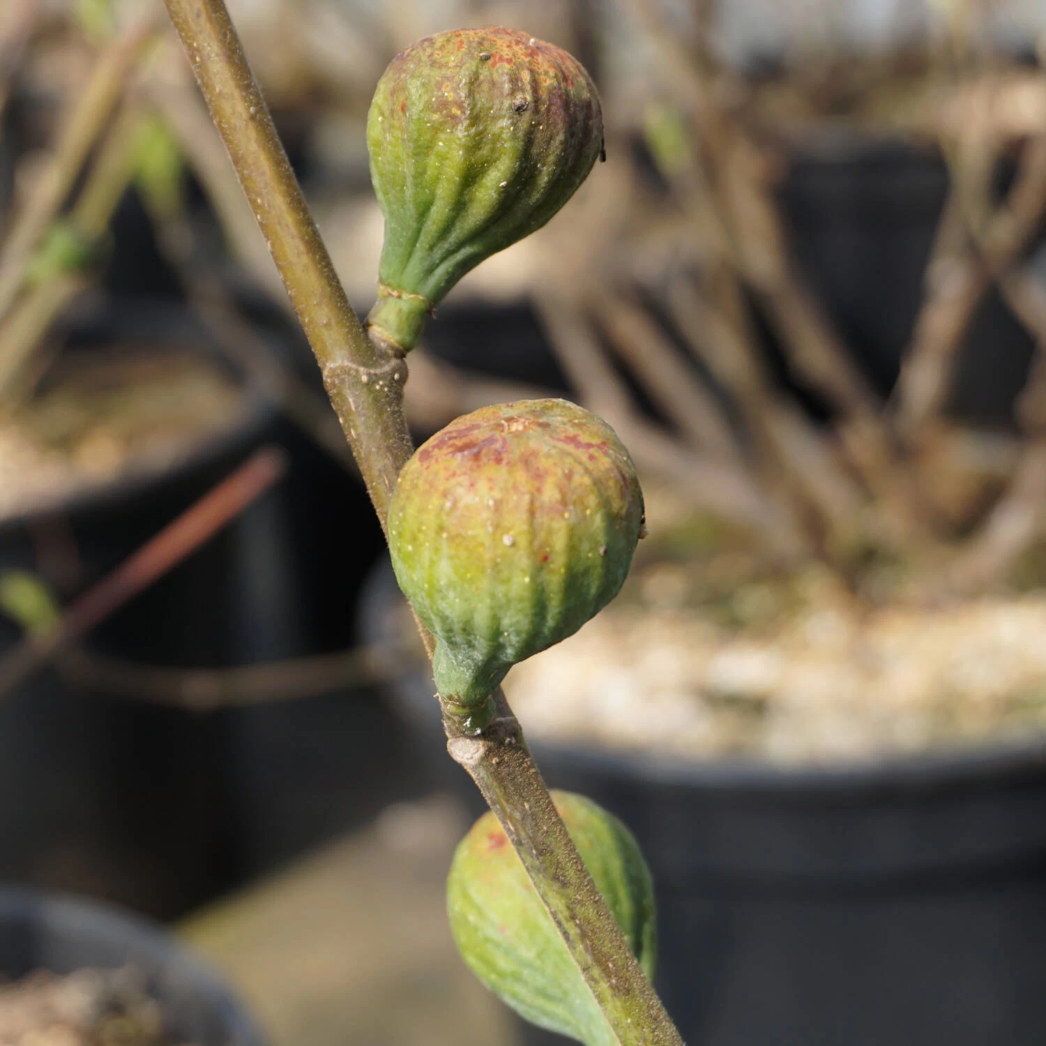 Ficus Carica 'Firoma' – Bild 2