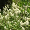 Fothergilla Major
