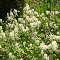 Fothergilla Major